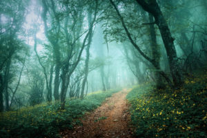 Road through a mysterious dark forest in fog with green leaves and yellow flowers. Spring morning in Crimea. Magical atmosphere. Fairytale