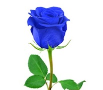 Blue rose - isolated on white background